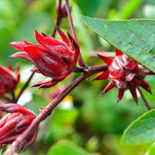 Hibiscus